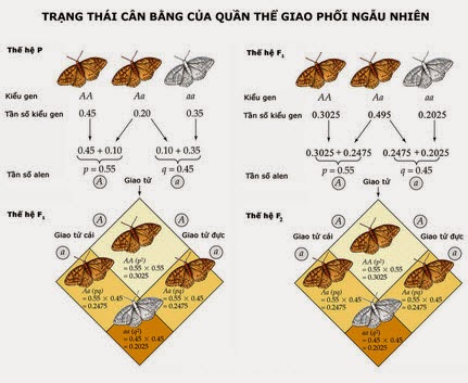 Những đặc điểm của di truyền học quần thể